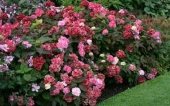 Preziosa Multi Color Hydrangea - 3 Gallon Pot -FRUIT TREES & PLANTS Shop Hydrangea Preziosa 7
