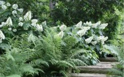 Alice Oakleaf Hydrangea - 3 Gallon Pot -FRUIT TREES & PLANTS Shop Hydrangea Quercifolia Oakleaf 50