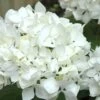Sister Theresa Hydrangea - 3 Gallon Pot -FRUIT TREES & PLANTS Shop Hydrangea Sister Theresa 2 500x750 1