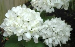 Sister Theresa Hydrangea - 3 Gallon Pot -FRUIT TREES & PLANTS Shop Hydrangea Sister Theresa 50