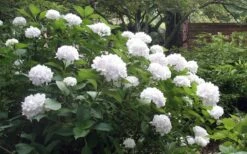 Sister Theresa Hydrangea - 3 Gallon Pot -FRUIT TREES & PLANTS Shop Hydrangea Sister Theresa 51