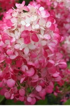 Strawberry Sundae Hydrangea - 3 Gallon Pot -FRUIT TREES & PLANTS Shop Hydrangea Strawberry Sundae Flower 1