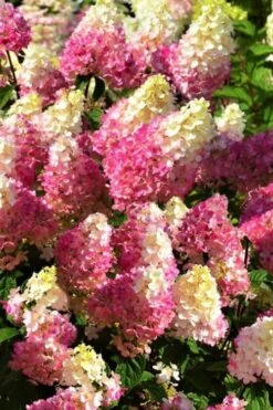 Strawberry Sundae Hydrangea - 3 Gallon Pot -FRUIT TREES & PLANTS Shop Hydrangea Strawberry Sundae Flowers 5