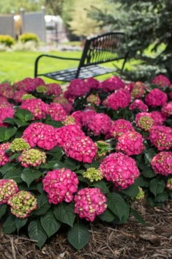 Summer Crush Endless Summer Hydrangea - 6 Gallon Pot (COPY) 17 Summer Crush Endless Summer Hydrangea - 6 Gallon Pot (COPY) -FRUIT TREES & PLANTS Shop Hydrangea Summer Crush Endless Summer 3