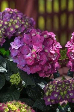 Summer Crush Endless Summer Hydrangea - 2 Gallon Pot -FRUIT TREES & PLANTS Shop Hydrangea Summer Crush Endless Summer 4 1