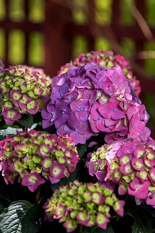 Summer Crush Endless Summer Hydrangea - 6 Gallon Pot (COPY) 10 Summer Crush Endless Summer Hydrangea - 6 Gallon Pot (COPY) - Image 8