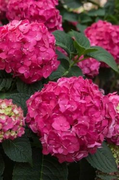 Summer Crush Endless Summer Hydrangea - 2 Gallon Pot -FRUIT TREES & PLANTS Shop Hydrangea Summer Crush Endless Summer 6 1