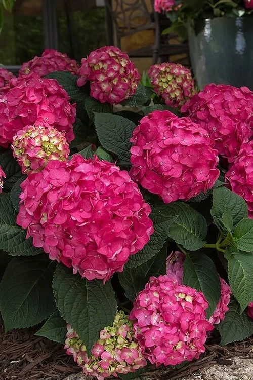 Summer Crush Endless Summer Hydrangea - 6 Gallon Pot (COPY) 11 Summer Crush Endless Summer Hydrangea - 6 Gallon Pot (COPY) - Image 9