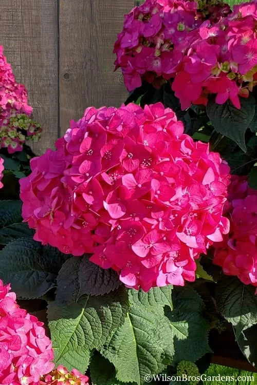 Summer Crush Endless Summer Hydrangea - 6 Gallon Pot (COPY) 3 Summer Crush Endless Summer Hydrangea - 6 Gallon Pot (COPY)