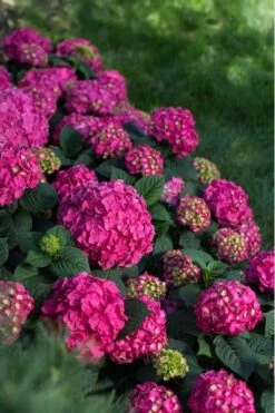 Summer Crush Endless Summer Hydrangea - 6 Gallon Pot (COPY) 16 Summer Crush Endless Summer Hydrangea - 6 Gallon Pot (COPY) -FRUIT TREES & PLANTS Shop Hydrangea Summer Crush Endless Summer 9