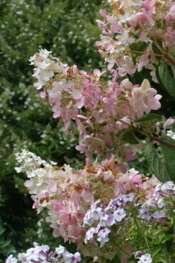 Tardiva Hydrangea - 3 Gallon Pot 11 Tardiva Hydrangea - 3 Gallon Pot -FRUIT TREES & PLANTS Shop Hydrangea Tardiva 11