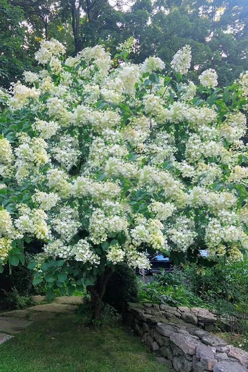 Tardiva Hydrangea - 3 Gallon Pot 6 Tardiva Hydrangea - 3 Gallon Pot - Image 4