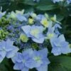 Tuff Stuff Ah-Ha Mountain Hydrangea - 3 Gallon Pot -FRUIT TREES & PLANTS Shop Hydrangea Tuff Stuff 2