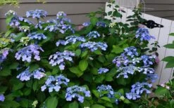 Twist-N-Shout Endless Summer Hydrangea - 1 Gallon Pot 11 Twist-N-Shout Endless Summer Hydrangea - 1 Gallon Pot -FRUIT TREES & PLANTS Shop Hydrangea Twist N Shout Blue Flowers 3