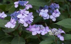 Twist-N-Shout Endless Summer Hydrangea - 1 Gallon Pot 13 Twist-N-Shout Endless Summer Hydrangea - 1 Gallon Pot -FRUIT TREES & PLANTS Shop Hydrangea Twist N Shout Lavender Flowers 2
