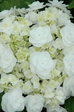 Double Delights Wedding Gown Lacecap Hydrangea - 3 Gallon Pot -FRUIT TREES & PLANTS Shop Hydrangea Wedding Gown 2