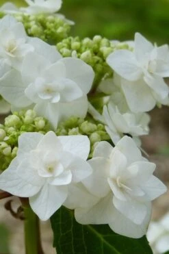 Double Delights Wedding Gown Lacecap Hydrangea - 3 Gallon Pot -FRUIT TREES & PLANTS Shop Hydrangea Wedding Gown 23
