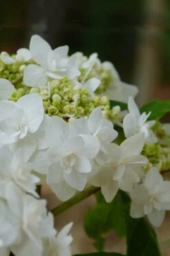 Double Delights Wedding Gown Lacecap Hydrangea - 3 Gallon Pot -FRUIT TREES & PLANTS Shop Hydrangea Wedding Gown 4