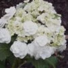 Double Delights Wedding Gown Lacecap Hydrangea - 3 Gallon Pot -FRUIT TREES & PLANTS Shop Hydrangea Wedding Gown 8