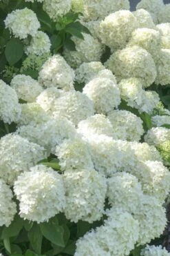 White Wedding Hydrangea - 2 Gallon Pot -FRUIT TREES & PLANTS Shop Hydrangea White Wedding 5 x750