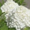 White Wedding Hydrangea - 3 Gallon Pot -FRUIT TREES & PLANTS Shop Hydrangea White Wedding Closeup 5 x750 1