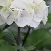 Zebra Hydrangea - 1 Gallon Pot -FRUIT TREES & PLANTS Shop Hydrangea Zebra 500x750 1