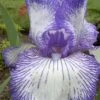 Hemstitched Reblooming Fragrant Bearded Iris- 1 Gallon Pot -FRUIT TREES & PLANTS Shop Iris Hemstitched 1