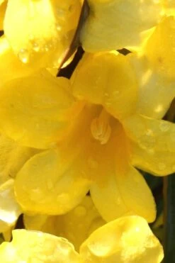 Margarita Cold Hardy Carolina Jasmine Vine (Gelsemium) - 1 Gallon Pot -FRUIT TREES & PLANTS Shop Jasmine Margarita 2