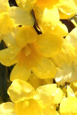 Margarita Cold Hardy Carolina Jasmine Vine (Gelsemium) - 1 Gallon Pot -FRUIT TREES & PLANTS Shop Jasmine Margarita 3