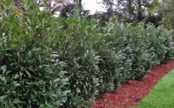 Schip Laurel (Prunus Laurocersasus 'Schipkaensis') - 2 Gallon Pot -FRUIT TREES & PLANTS Shop Laurel Schip 1