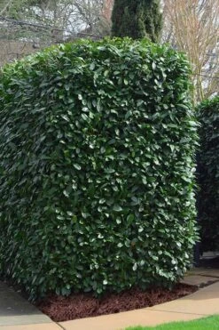 Schip Laurel (Prunus Laurocersasus 'Schipkaensis') - 2 Gallon Pot -FRUIT TREES & PLANTS Shop Laurel Schip 2
