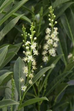 Schip Laurel (Prunus Laurocersasus 'Schipkaensis') - 6 Pack Of 1 Gallon Pots 13 Schip Laurel (Prunus Laurocersasus 'Schipkaensis') - 6 Pack Of 1 Gallon Pots -FRUIT TREES & PLANTS Shop Laurel Schip 3 1