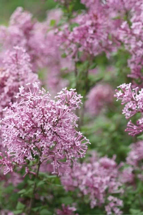 Bloomerang Pink Perfume Lilac - 3 Gallon Pot 3 Bloomerang Pink Perfume Lilac - 3 Gallon Pot