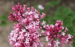 Bloomerang Pink Perfume Lilac - 3 Gallon Pot 11 Bloomerang Pink Perfume Lilac - 3 Gallon Pot -FRUIT TREES & PLANTS Shop Lilac Bloomerang Pink Perfume Flowers 2