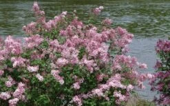 Bloomerang Pink Perfume Lilac - 3 Gallon Pot 10 Bloomerang Pink Perfume Lilac - 3 Gallon Pot -FRUIT TREES & PLANTS Shop Lilac Bloomerang Pink Perfume Shrub