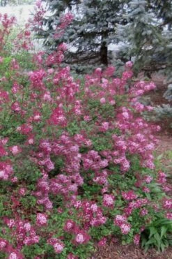 Red Pixie Lilac - Syringa Hybrid - 1 Gallon Pot -FRUIT TREES & PLANTS Shop Lilac Red Pixie 1