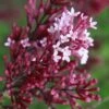 Red Pixie Lilac - Syringa Hybrid - 1 Gallon Pot -FRUIT TREES & PLANTS Shop Lilac Red Pixie Flower Closeup