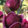 Genie Magnolia Tulip Tree - 1 Gallon Pot -FRUIT TREES & PLANTS Shop Magnolia Genie 1