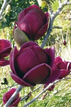 Genie Magnolia Tulip Tree - 1 Gallon Pot -FRUIT TREES & PLANTS Shop Magnolia Genie 10