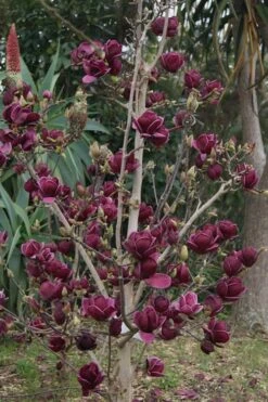 Genie Magnolia Tulip Tree - 1 Gallon Pot -FRUIT TREES & PLANTS Shop Magnolia Genie 21