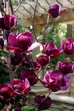 Genie Magnolia Tulip Tree - 1 Gallon Pot -FRUIT TREES & PLANTS Shop Magnolia Genie 4