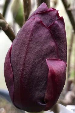 Genie Magnolia Tulip Tree - 1 Gallon Pot -FRUIT TREES & PLANTS Shop Magnolia Genie 8