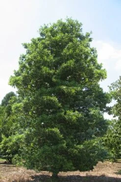 Green Shadow Sweetbay Magnolia Tree (Magnolia Virginiana) - 3 Gallon Pot (4-5') -FRUIT TREES & PLANTS Shop Magnolia Green Shadow Sweetbay Mature