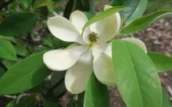 Green Shadow Sweetbay Magnolia Tree (Magnolia Virginiana) - 3 Gallon Pot (4-5') -FRUIT TREES & PLANTS Shop Magnolia GreenShadow Sweet Bay Flower 2