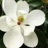 Little Gem Dwarf Southern Magnolia - 3 Gallon Pot (2.5-3.5') -FRUIT TREES & PLANTS Shop Magnolia Little Gem 15 1