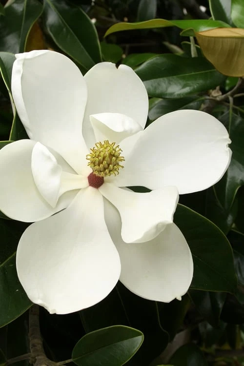 Little Gem Dwarf Southern Magnolia - 3 Gallon Pot (1.5-2.5') 3 Little Gem Dwarf Southern Magnolia - 3 Gallon Pot (1.5-2.5')