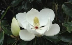 Little Gem Dwarf Southern Magnolia - 3 Gallon Pot (1.5-2.5') 19 Little Gem Dwarf Southern Magnolia - 3 Gallon Pot (1.5-2.5') -FRUIT TREES & PLANTS Shop Magnolia Little Gem Bloom 2