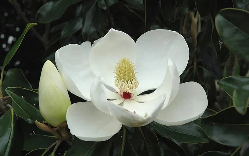 Little Gem Dwarf Southern Magnolia - 3 Gallon Pot (1.5-2.5') 11 Little Gem Dwarf Southern Magnolia - 3 Gallon Pot (1.5-2.5') - Image 9