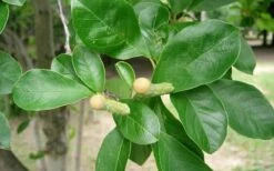 Waterlily Star Magnolia Tree - 3 Gallon Pot 22 Waterlily Star Magnolia Tree - 3 Gallon Pot -FRUIT TREES & PLANTS Shop Magnolia Star Waterlily 2