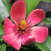 Stellar Ruby Magnolia X Figo - Banana Shrub Hybrid - 1 Gallon Pot -FRUIT TREES & PLANTS Shop Magnolia Stellar Ruby 5